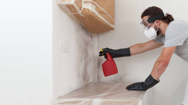 Basement Mold Remediation treatment on basement walls in Bloomington