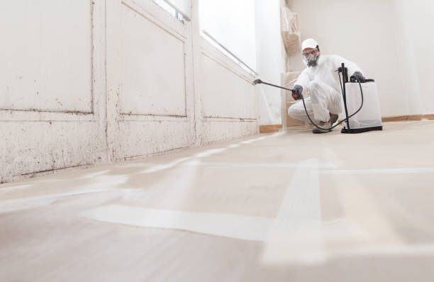 Black mold remediation team in Bloomington